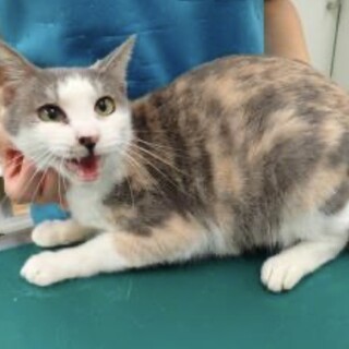 人懐こいパステル三毛の【天梨（あめり）】ちゃん