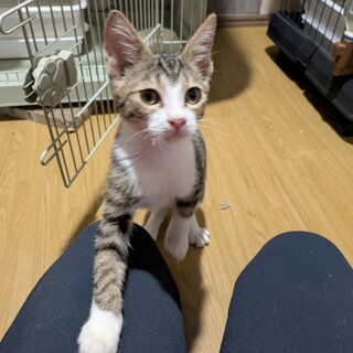 チビキジ白くんのビーちゃん