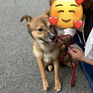 人馴れ修行中☆可愛いピアちゃん