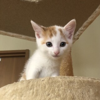 可愛いロンちゃん、里親募集です。