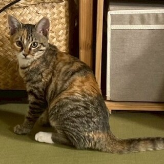 美猫3姉妹のマーちゃん