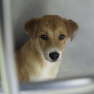 可愛らしい野犬の子犬【ナポリ】くん
