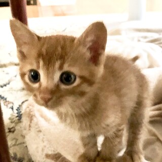 可愛いまこちゃん、里親募集です。