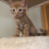 可愛いまこちゃん、里親募集です。 サムネイル3