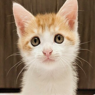 鼻チュッチュで挨拶します★ピース