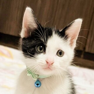 甘えん坊で膝の上に乗ります★アシメ