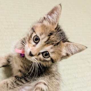 募集停止いつの間にか隣で寝てる寂しん坊❤️のの