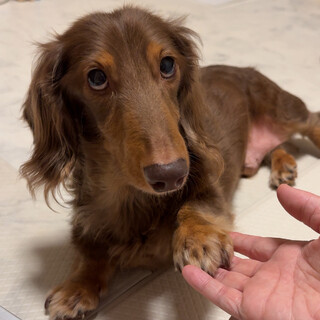 穏やかで甘えん坊のダックスくん