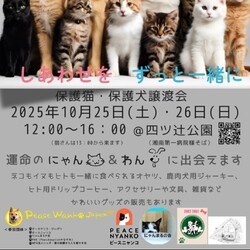 湘南台ファンタジア【猫の譲渡会】にゃんまるの会 サムネイル2