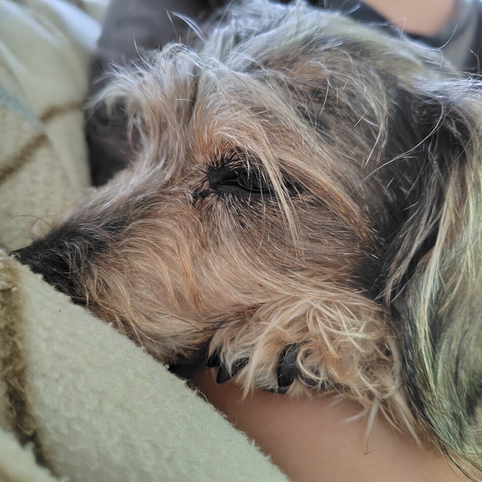 ちょこのカバー写真