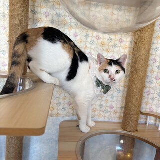 人が大好き♥ゴロゴロ大音量♥三毛猫みーちゃん