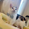 人が大好き♥ゴロゴロ大音量♥三毛猫みーちゃん サムネイル7