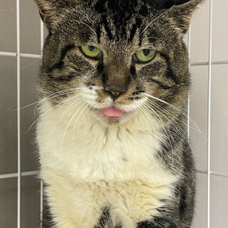 おっとり優しいロッツォ⭐︎♂キジ白⭐︎