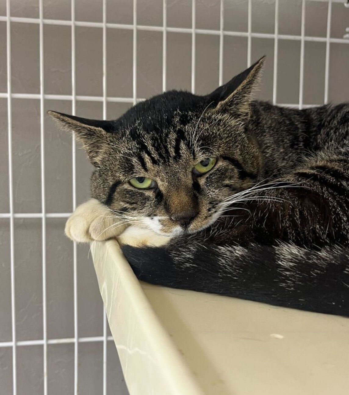 おっとり優しいロッツォ⭐」東京都 - 猫の里親募集(528117) 2