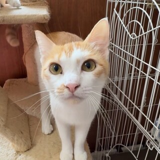 人さん大好き★小柄で美人でスリスリ！もなちゃん