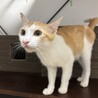 人さん大好き★小柄で美人でスリスリ！もなちゃん サムネイル3