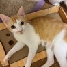 人さん大好き★小柄で美人でスリスリ！もなちゃん サムネイル6