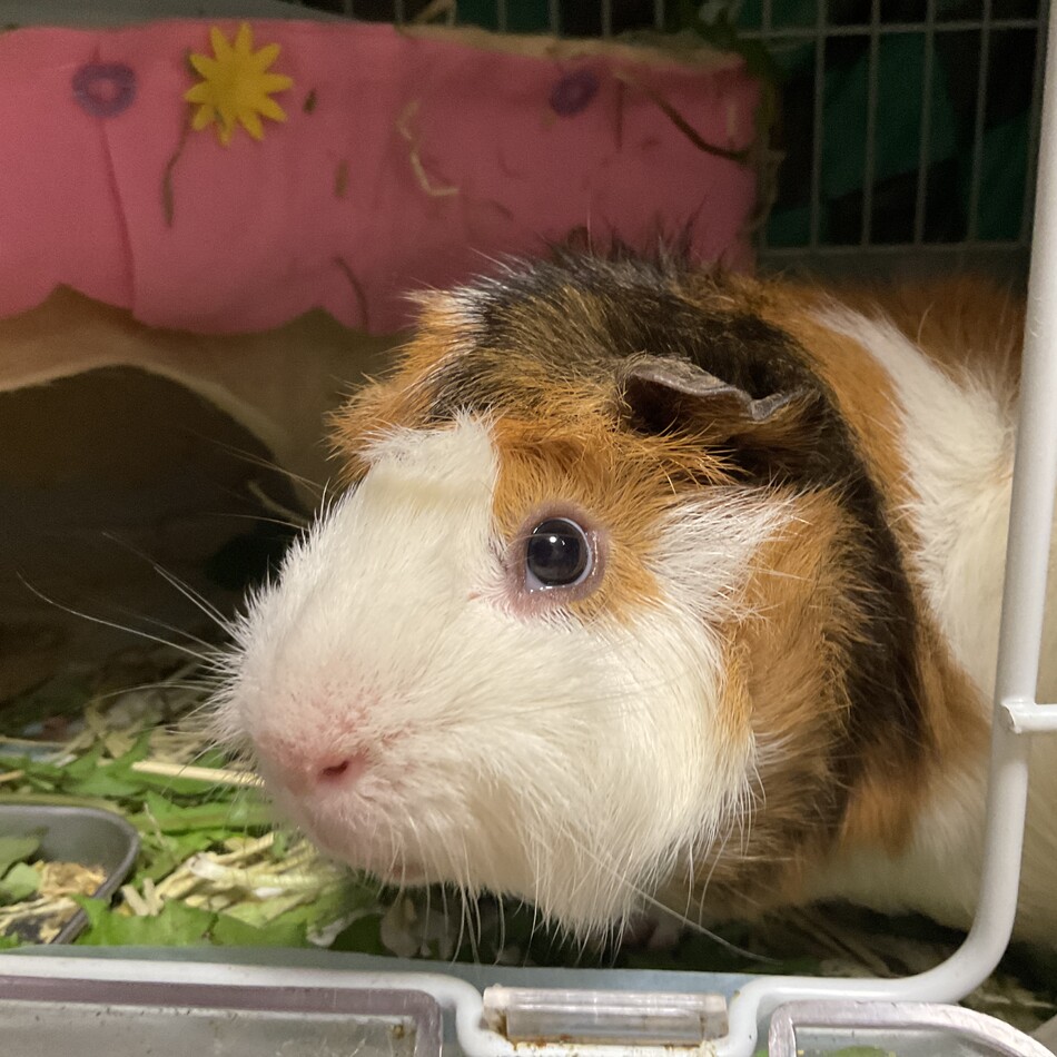 ふくのカバー写真