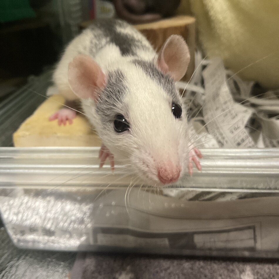 げんまのカバー写真