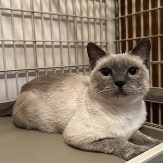 【12/7三田】1匹でのんびりが好き★優しい子