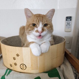 【1/11三田】猫初心者でも飼いやすい♪懐こい子