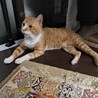 【12/7三田】猫初心者でも飼いやすい♪懐こい子