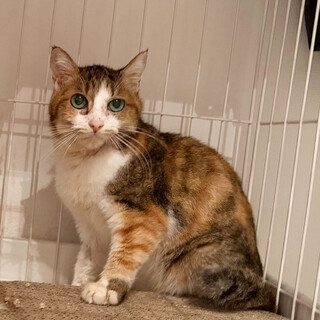 スリゴロ三毛猫⭐︎おっとりシニア⭐︎さんご