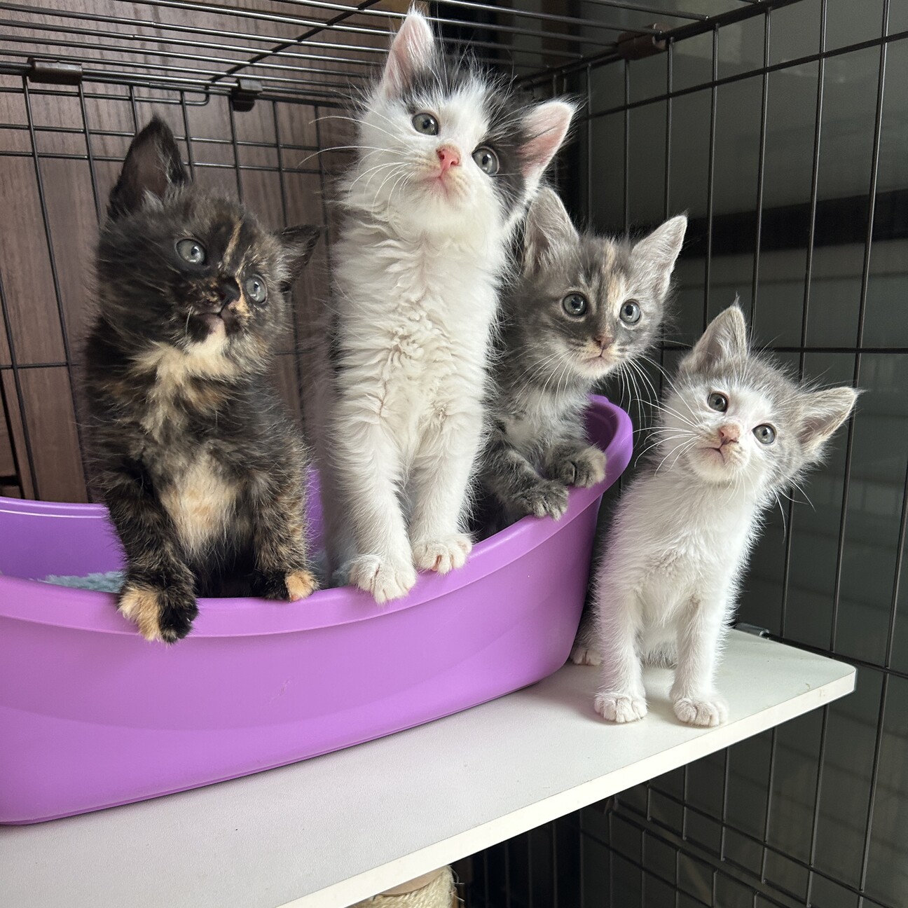 【レア品！新品・未使用品】和花ちゃん視点の限定品写真集「大熊猫的朋友圏」 花花”走红带动熊猫周边大卖，IP衍生品成天猫新百亿市场_合作_