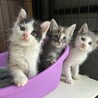【1/11三田】大らかなで穏やかな子猫と美猫ママ サムネイル2