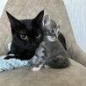 【1/11三田】大らかなで穏やかな子猫と美猫ママ サムネイル4