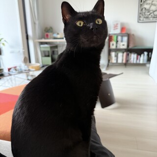 【11/16三田】甘えん坊で愛らしい性格♡膝上好き