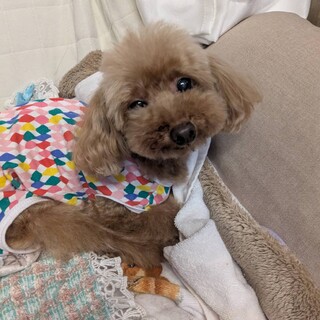 おとなしいトイプードルの女の子