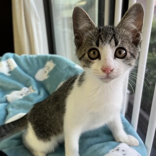 【里親さま決定!!】☆生後2ヶ月男の子