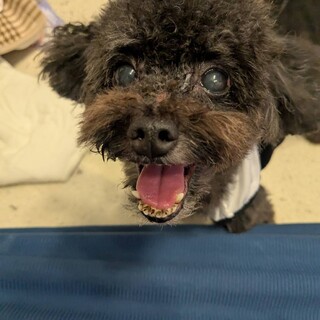 甘えん坊のトイプードルです