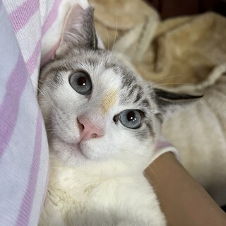 【トライアル決定!!】☆生後4ヶ月男の子