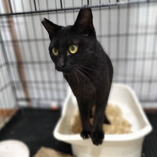 シュッとイケメン、黒猫男の子♪
