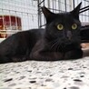 シュッとイケメン、黒猫男の子♪ サムネイル2