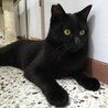 シュッとイケメン、黒猫男の子♪ サムネイル5