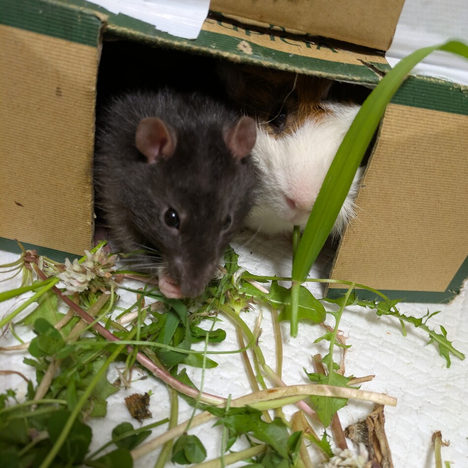 どんのカバー写真