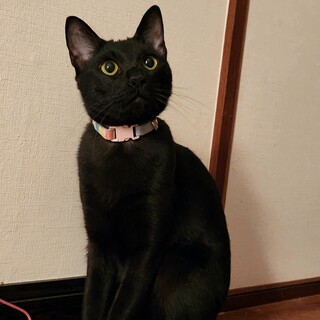 はじめましてココにゃんです