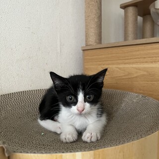 兄弟で募集中　ヘクター　2ヶ月