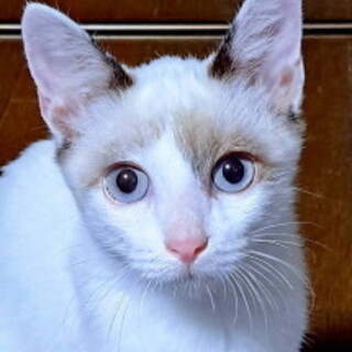 ブルーの瞳が美しいルナちゃん