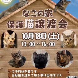 なごの家保護猫譲渡会inなごの家