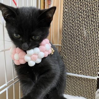 つぶらな瞳の黒猫ちゃん