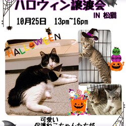 ハロウィン譲渡会in松猫