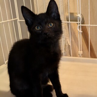 黒猫子猫なつこいです