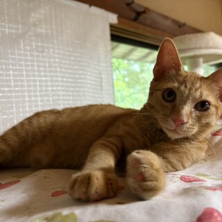 キュートなミルクティー