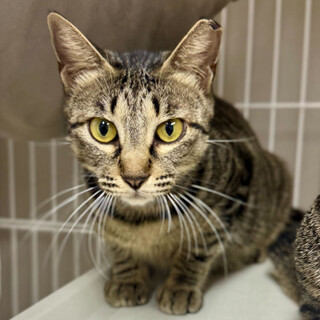 食べるの大好き⭐︎スイカ⭐︎♀2歳キジトラ