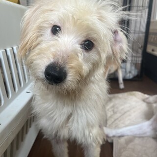 トイプードルMIX人が大好きな子です。