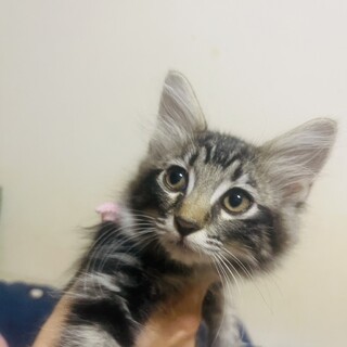 （里親様決定）キジ姉妹①  いちはちゃん